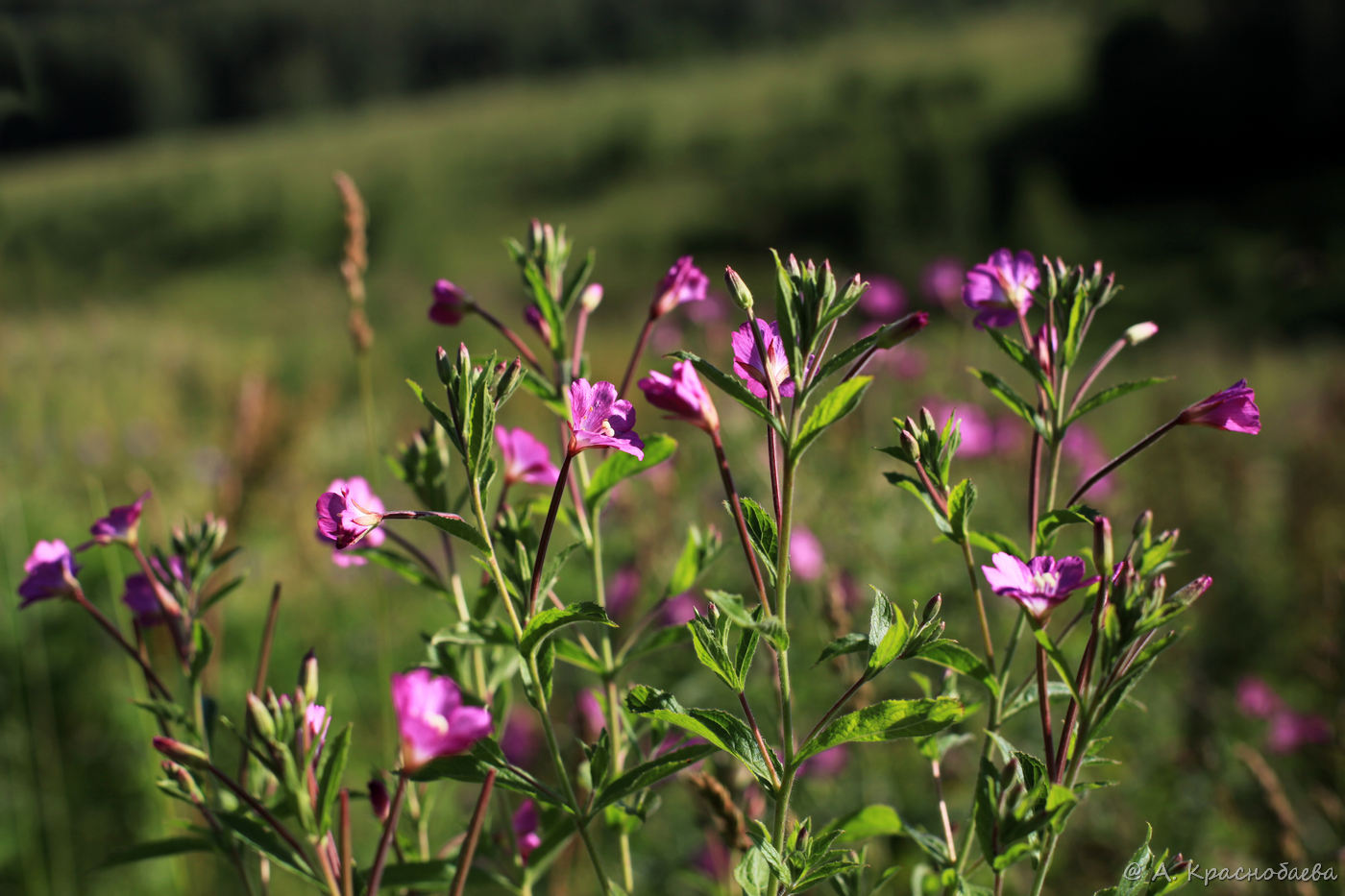 Изображение особи Epilobium hirsutum.