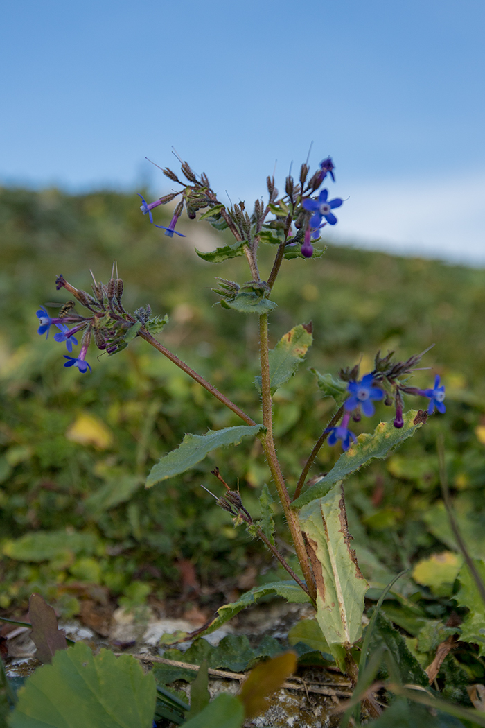 Изображение особи Anchusa stylosa.