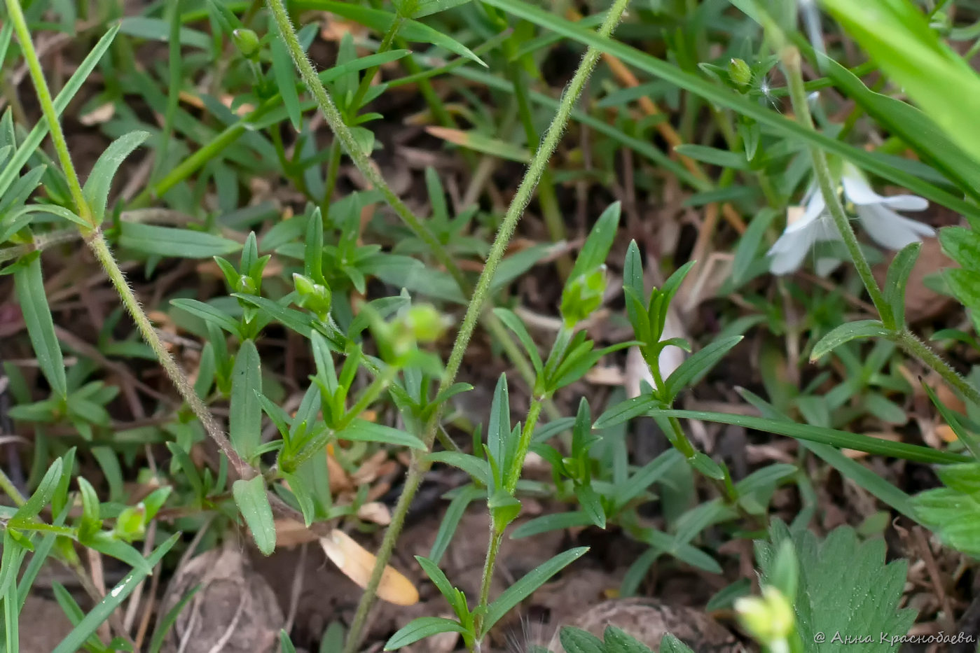 Image of Cerastium arvense specimen.