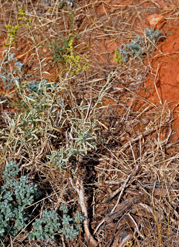 Image of Atriplex cana specimen.