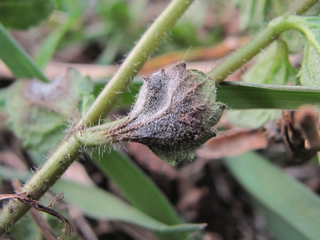 Image of Veronica polita specimen.