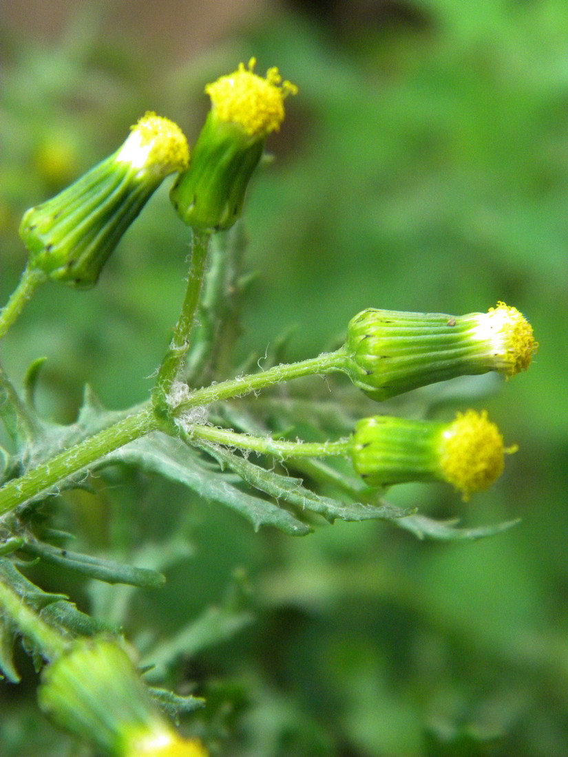 Изображение особи Senecio vulgaris.