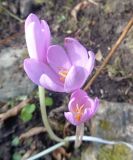 genus Colchicum