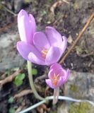 род Colchicum