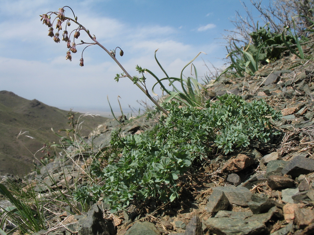 Image of Thalictrum isopyroides specimen.