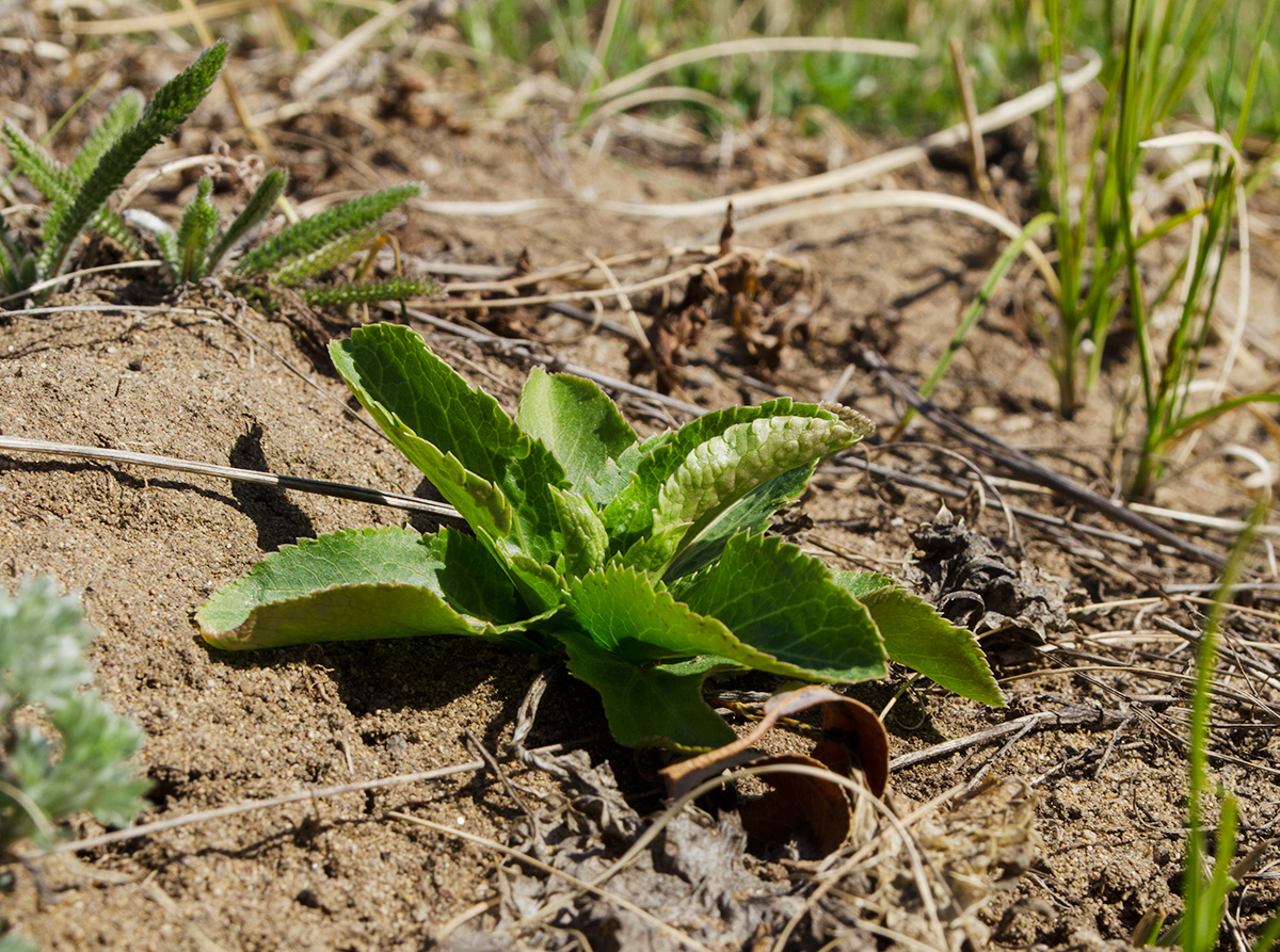 Image of Eryngium planum specimen.