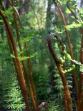 Athyrium filix-femina