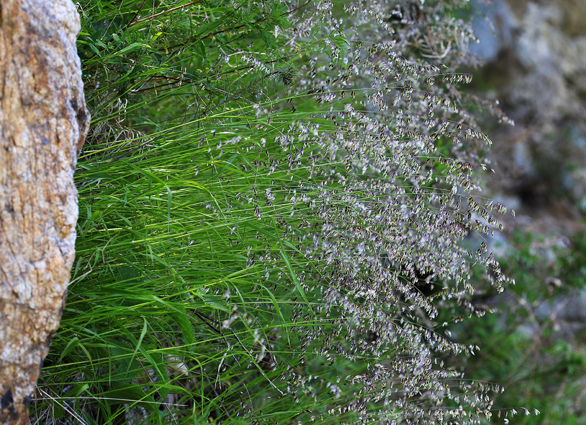 Image of Melica turczaninowiana specimen.