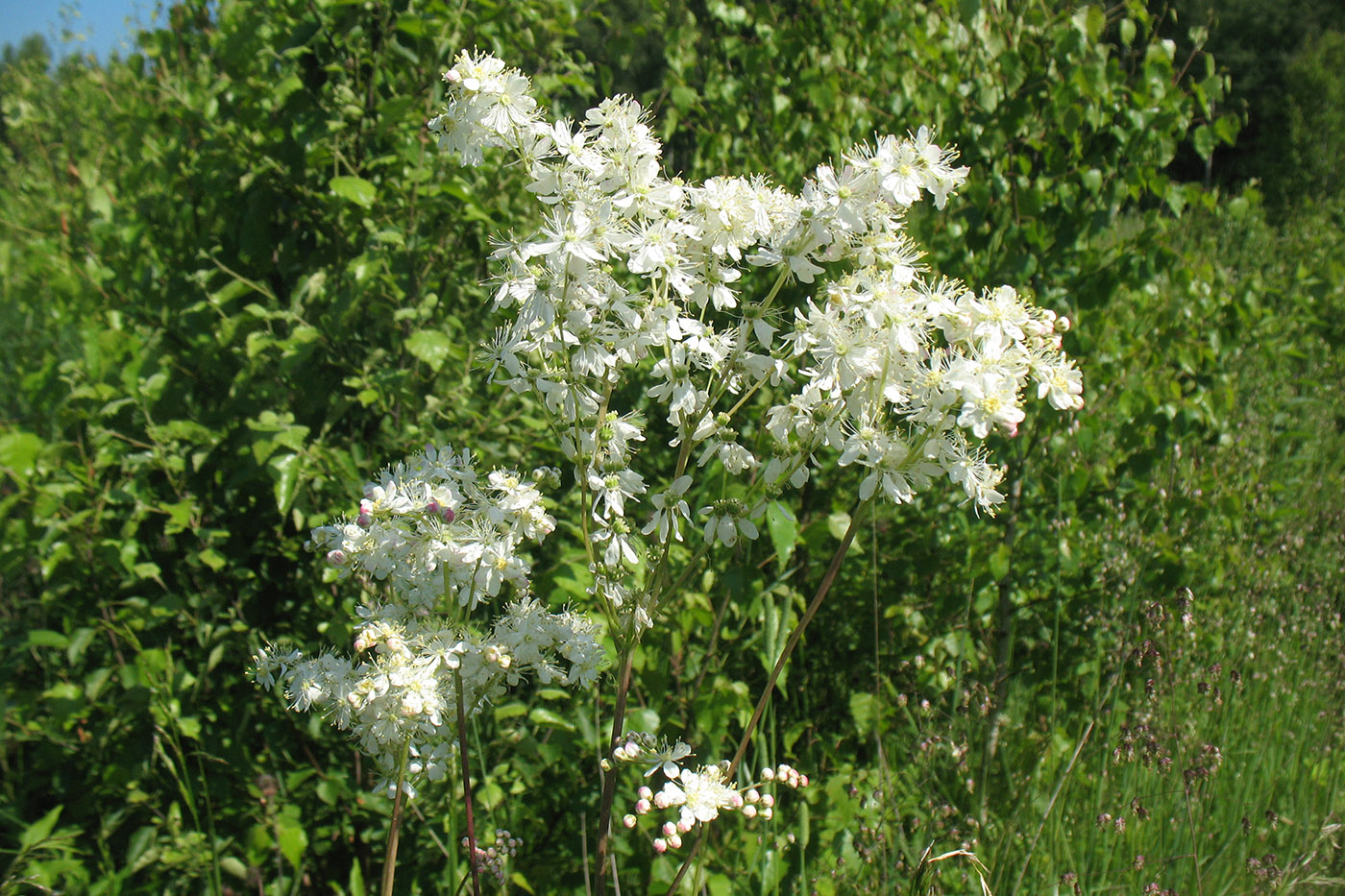 Изображение особи Filipendula vulgaris.