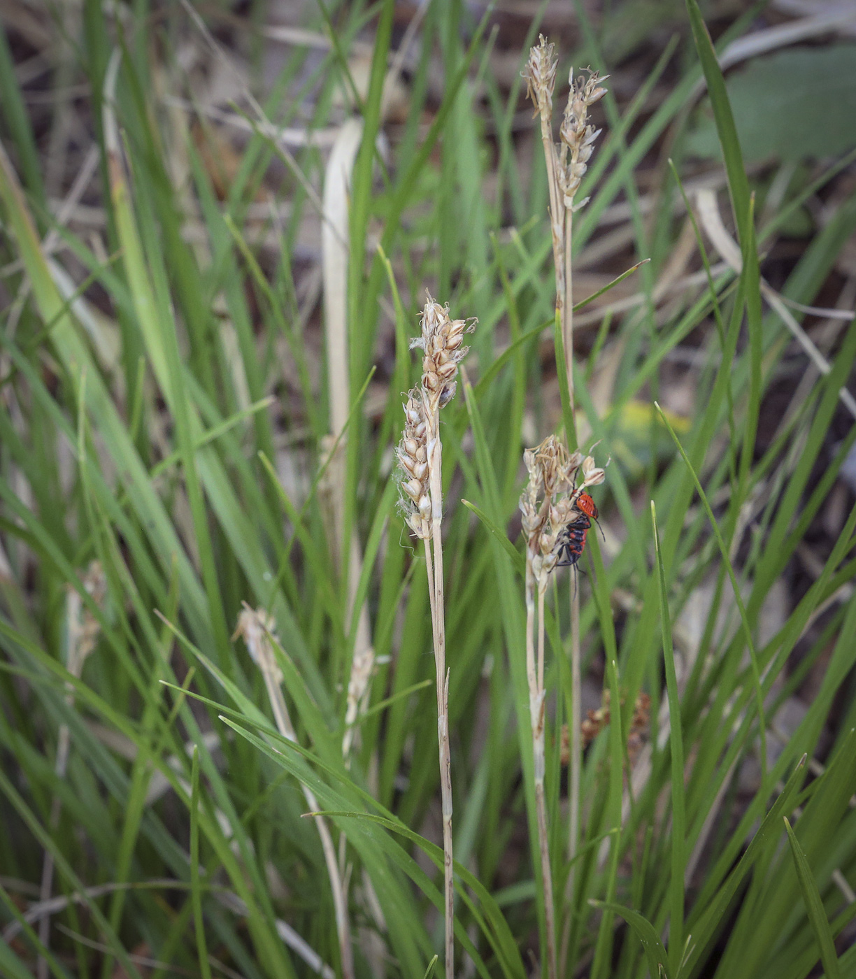 Image of genus Carex specimen.