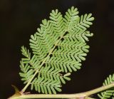 Mimosa aculeaticarpa