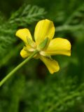 Ranunculus acris. Цветок (вид со стороны чашелистиков). Кировская обл., г. Советск, высокий берег р. Пижма. 24.07.2021.