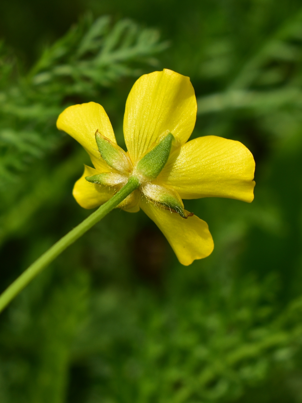 Изображение особи Ranunculus acris.