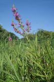 Lythrum salicaria