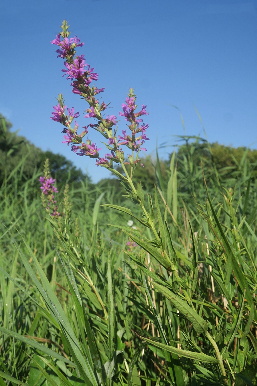 Image of Lythrum salicaria specimen.