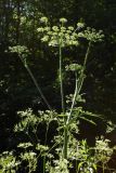 Heracleum sibiricum. Верхушка цветущего растения. Санкт-Петербург, Дудергофские высоты, разнотравный луг. 03.07.2010.