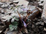 Corydalis alpestris
