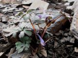 Corydalis alpestris