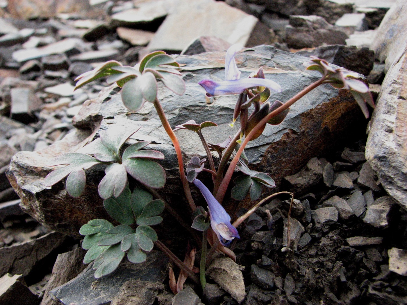 Image of Corydalis alpestris specimen.
