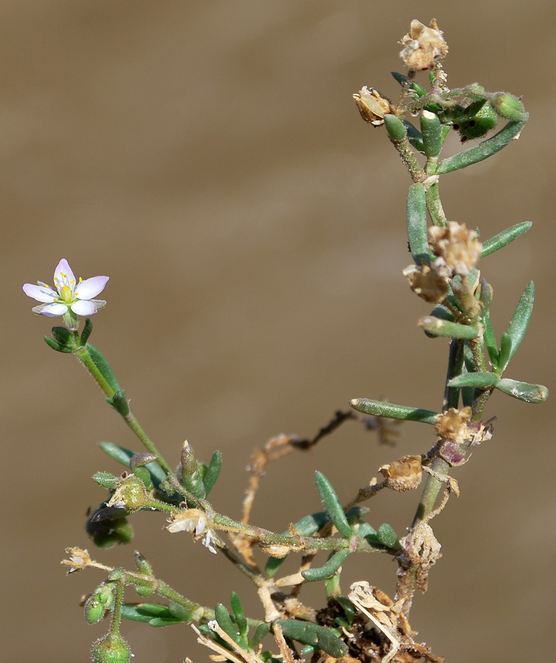 Image of genus Spergularia specimen.