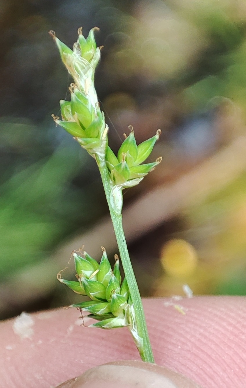 Изображение особи Carex canescens.