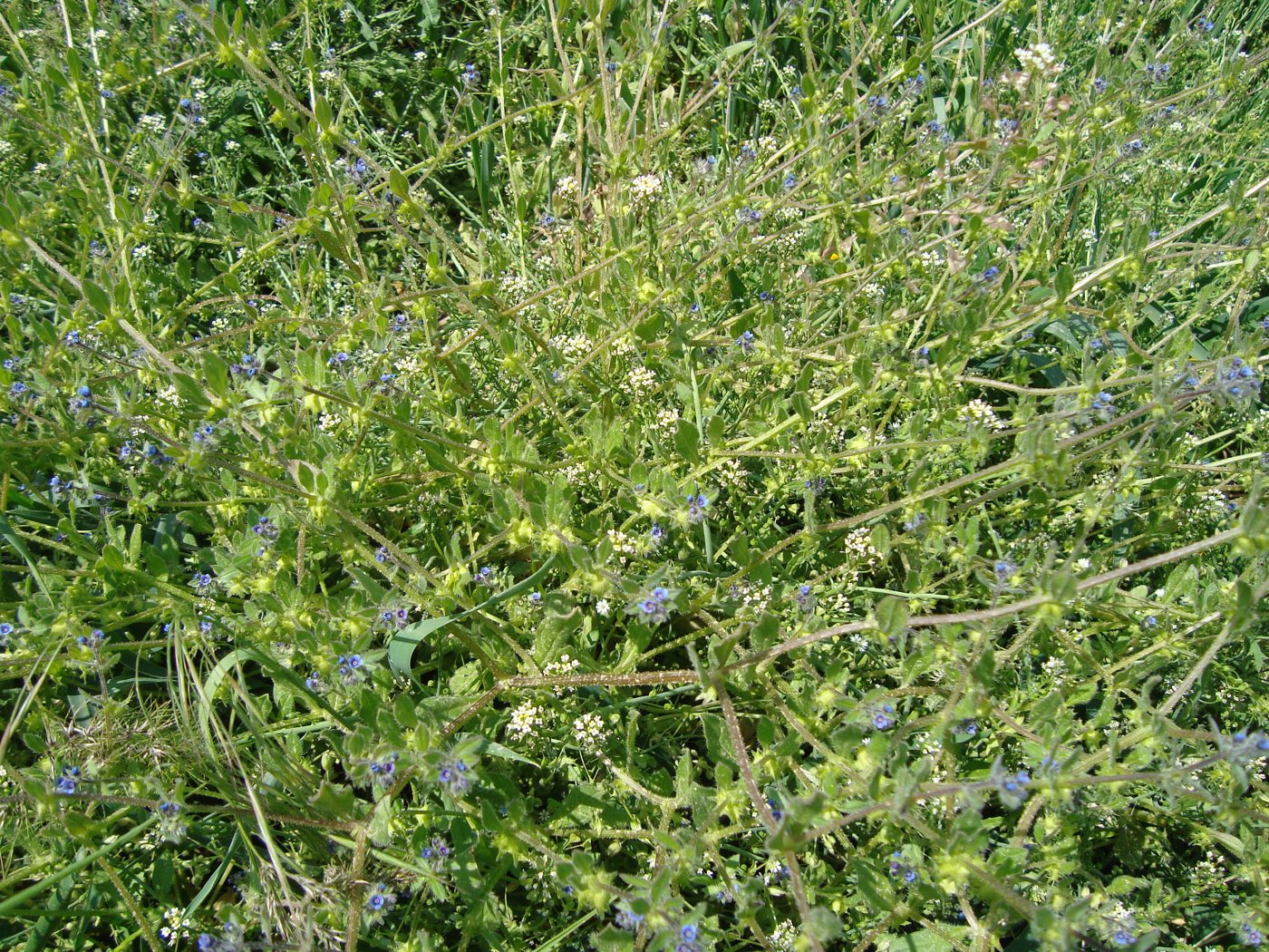 Image of Asperugo procumbens specimen.