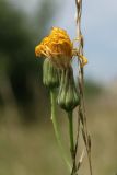 Sonchus arvensis ssp. uliginosus