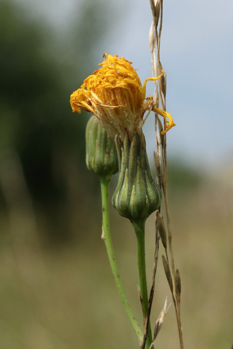 Изображение особи Sonchus arvensis ssp. uliginosus.