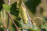 Betula pendula. Соплодие. Краснодарский край, Мостовской р-н, Баговское сельское поселение; долина р. Уруштен, окр. оз. Малое, выс. ≈ 2000 м н.у.м., субальпийский луг. 30.08.2021.