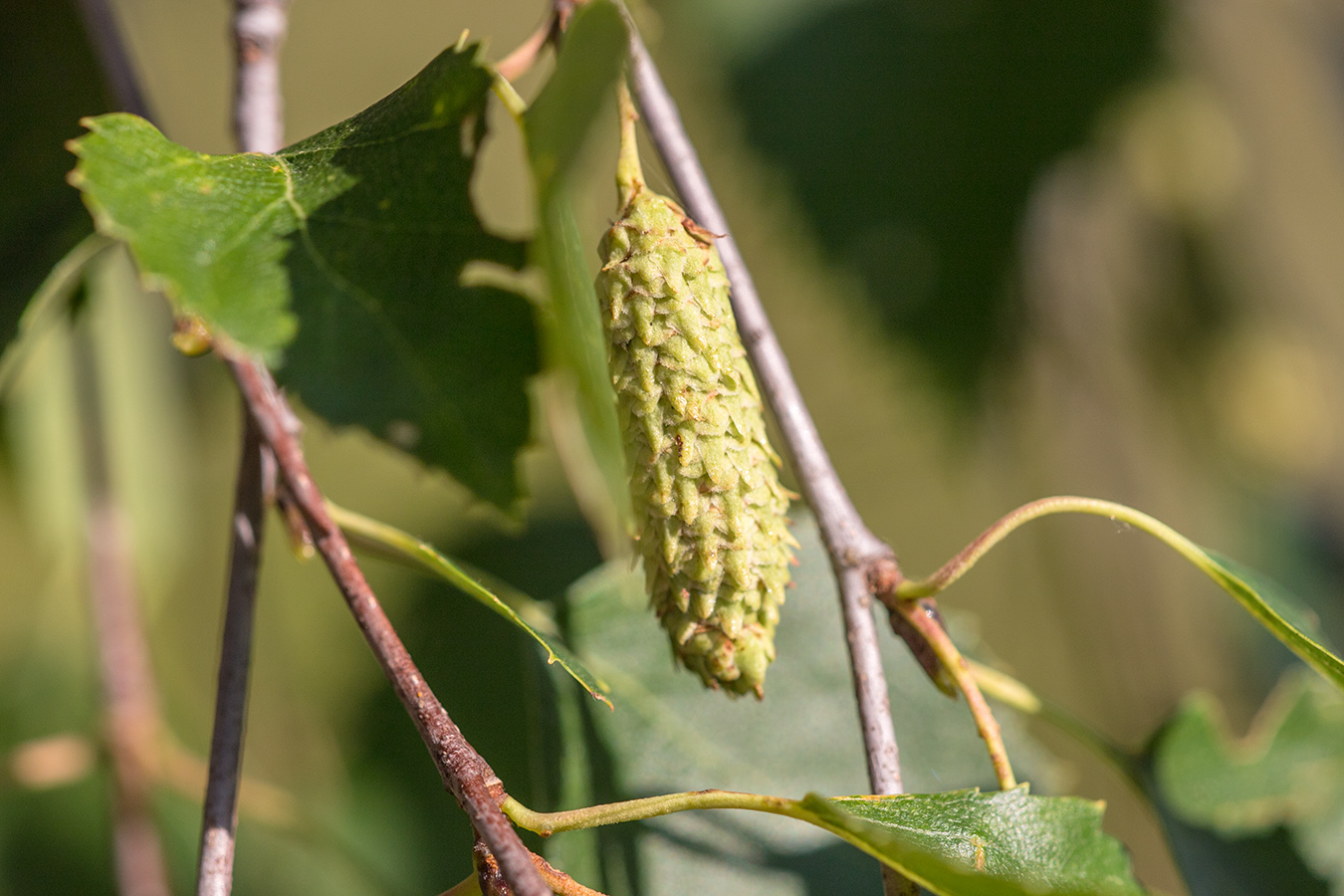 Image of Betula pendula specimen.