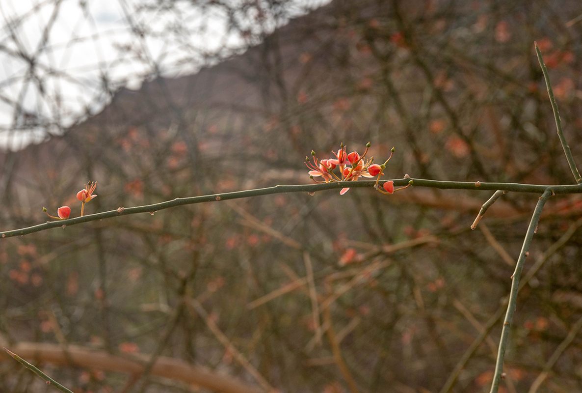 Изображение особи Capparis decidua.