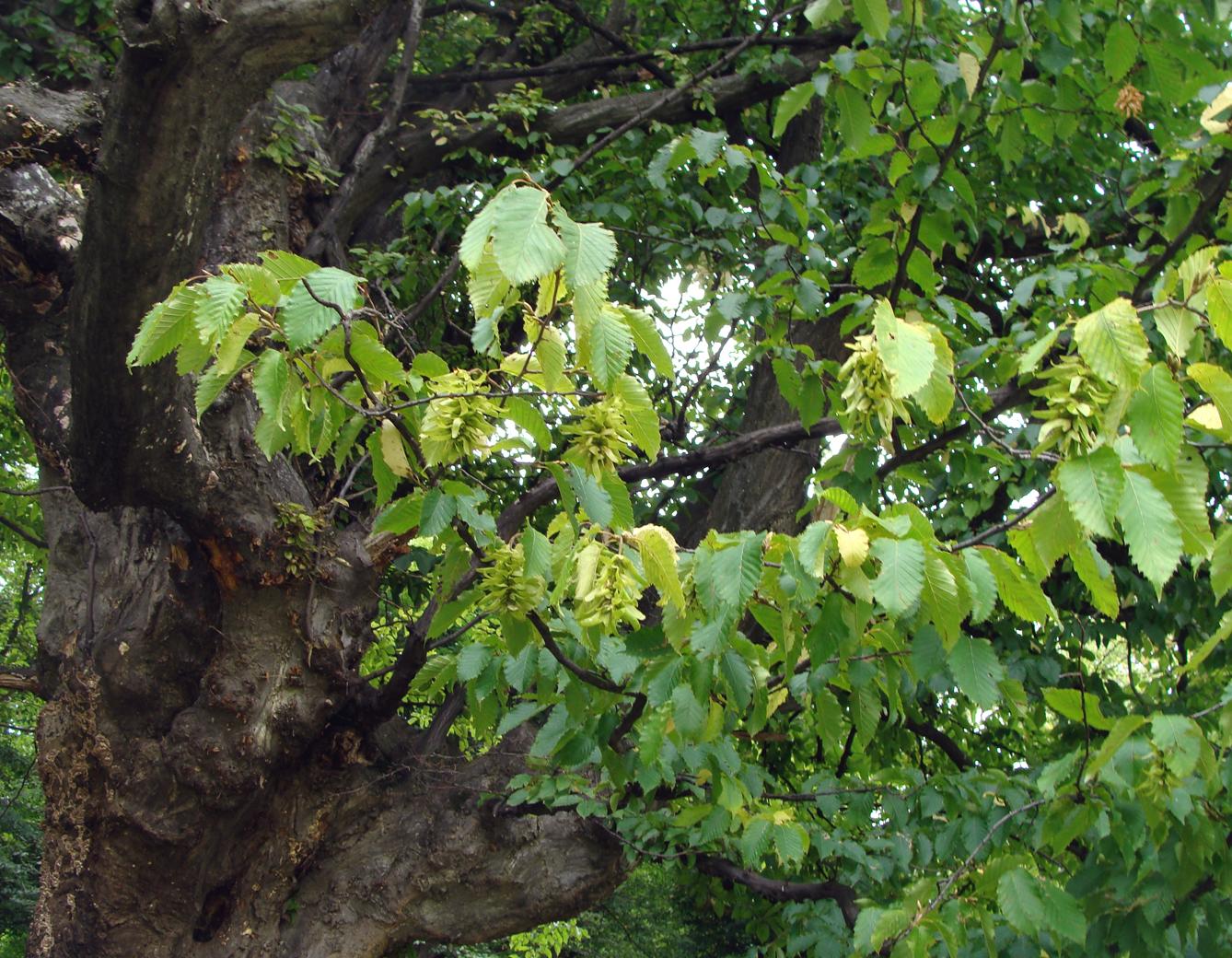 Image of Carpinus betulus specimen.