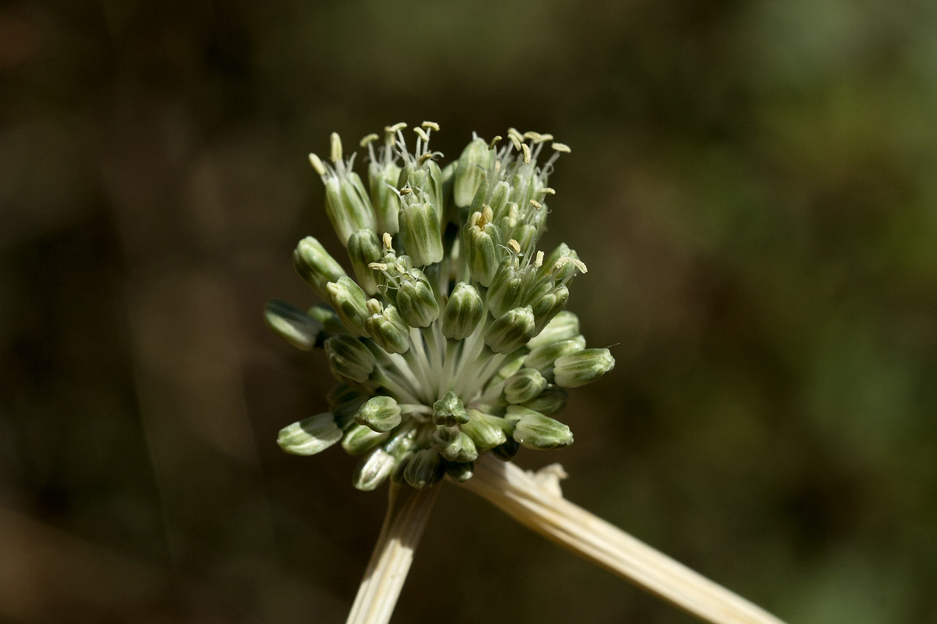 Image of Allium chamaespathum specimen.