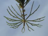 Ceratophyllum demersum