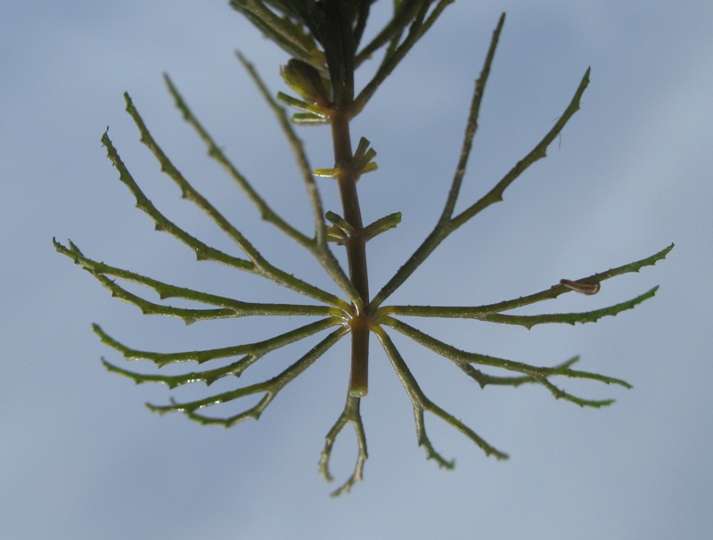 Изображение особи Ceratophyllum demersum.