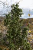 Juniperus niemannii