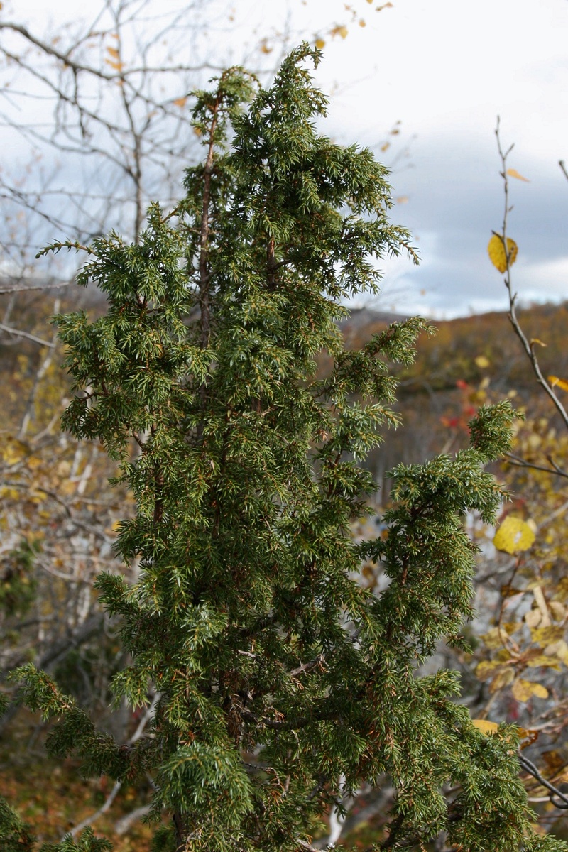 Изображение особи Juniperus niemannii.