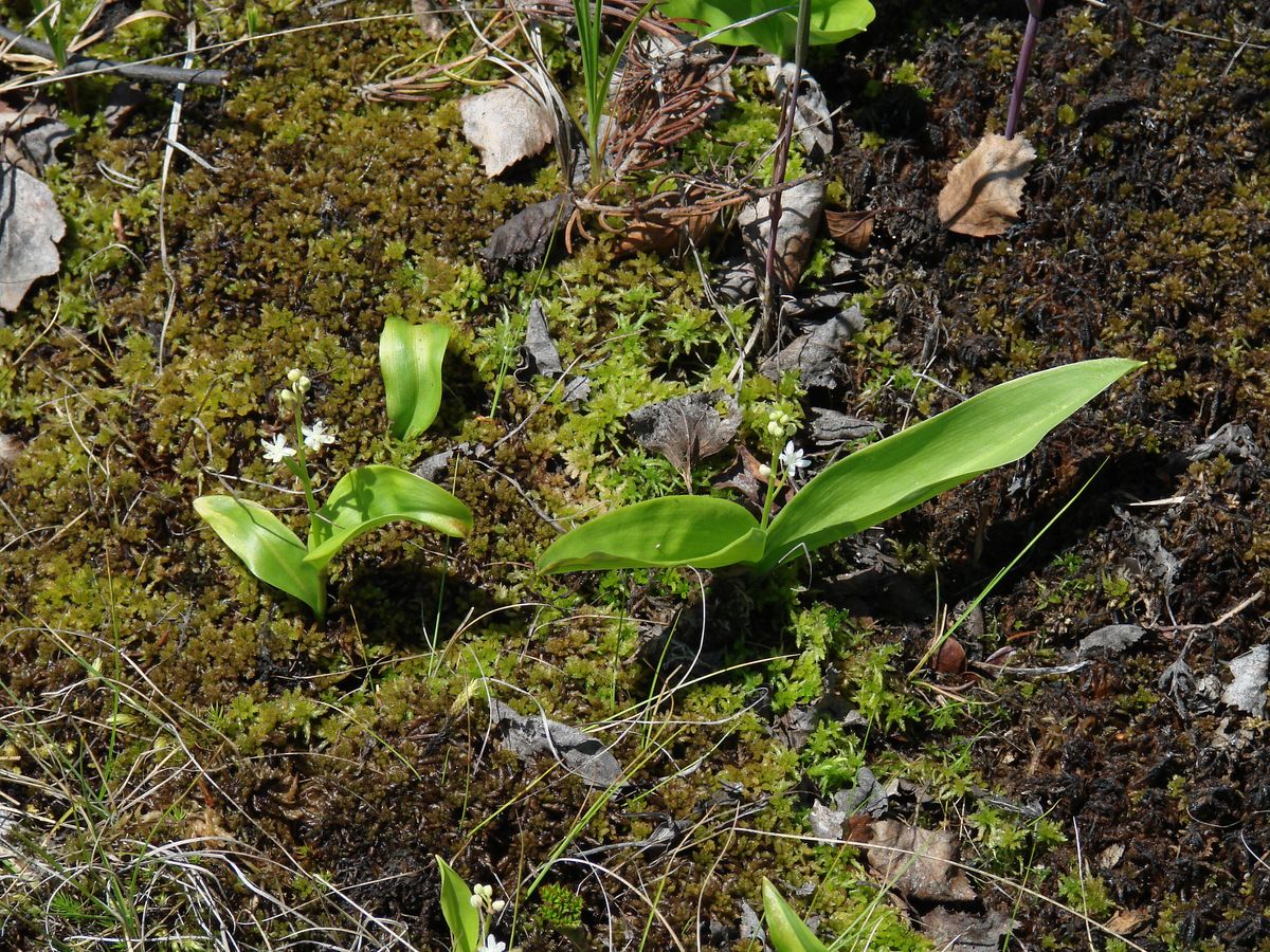 Image of Smilacina trifolia specimen.