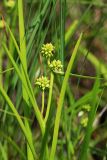 Sparganium natans