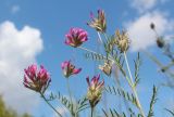 Astragalus cornutus. Верхушки побегов с соцветиями. Белгородская обл., Ровеньский р-н, окр. с. Нагольное, подножие мелового склона. 10.08.2019.