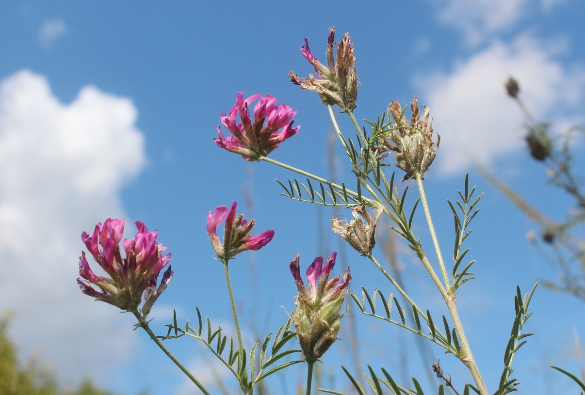 Изображение особи Astragalus cornutus.