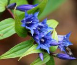 Gentiana schistocalyx. Цветки. Республика Коми, г. Сыктывкар, ул. Ботанический сад, Ботсад СГУ. 14.09.2019.