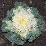 Brassica oleracea var. viridis