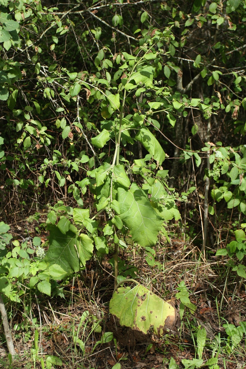 Image of Arctium minus specimen.