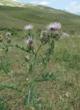 Cirsium balkharicum