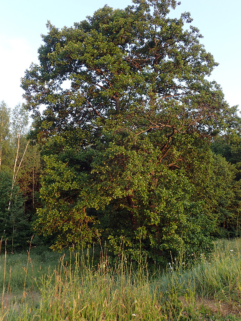 Изображение особи Alnus glutinosa.