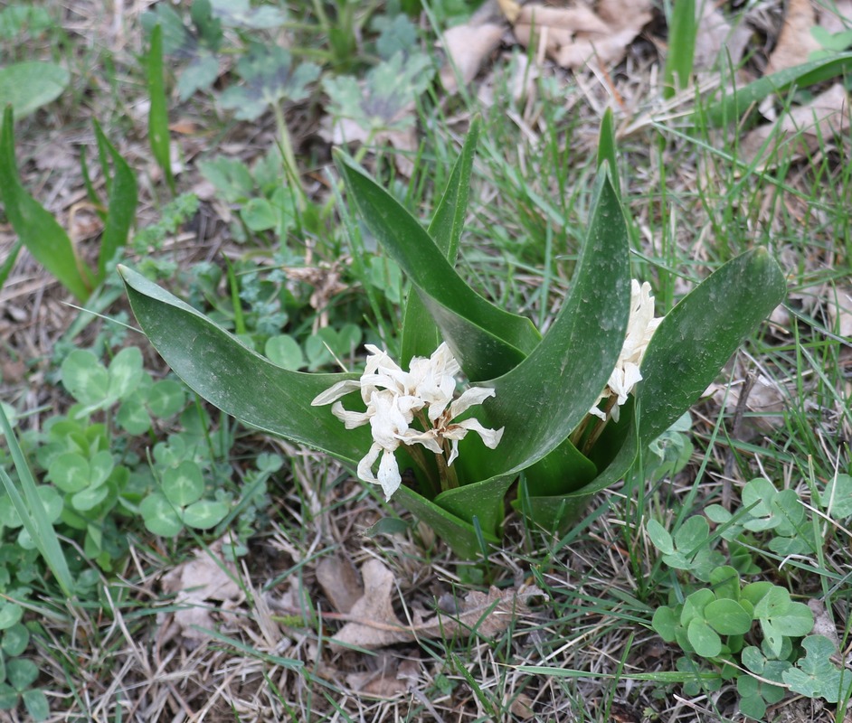 Изображение особи семейство Hyacinthaceae.