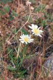 Taraxacum arcticum. Цветущее растение. Таймыр, дол. р. Мамонт, тундра. 4 августа 2013 г.