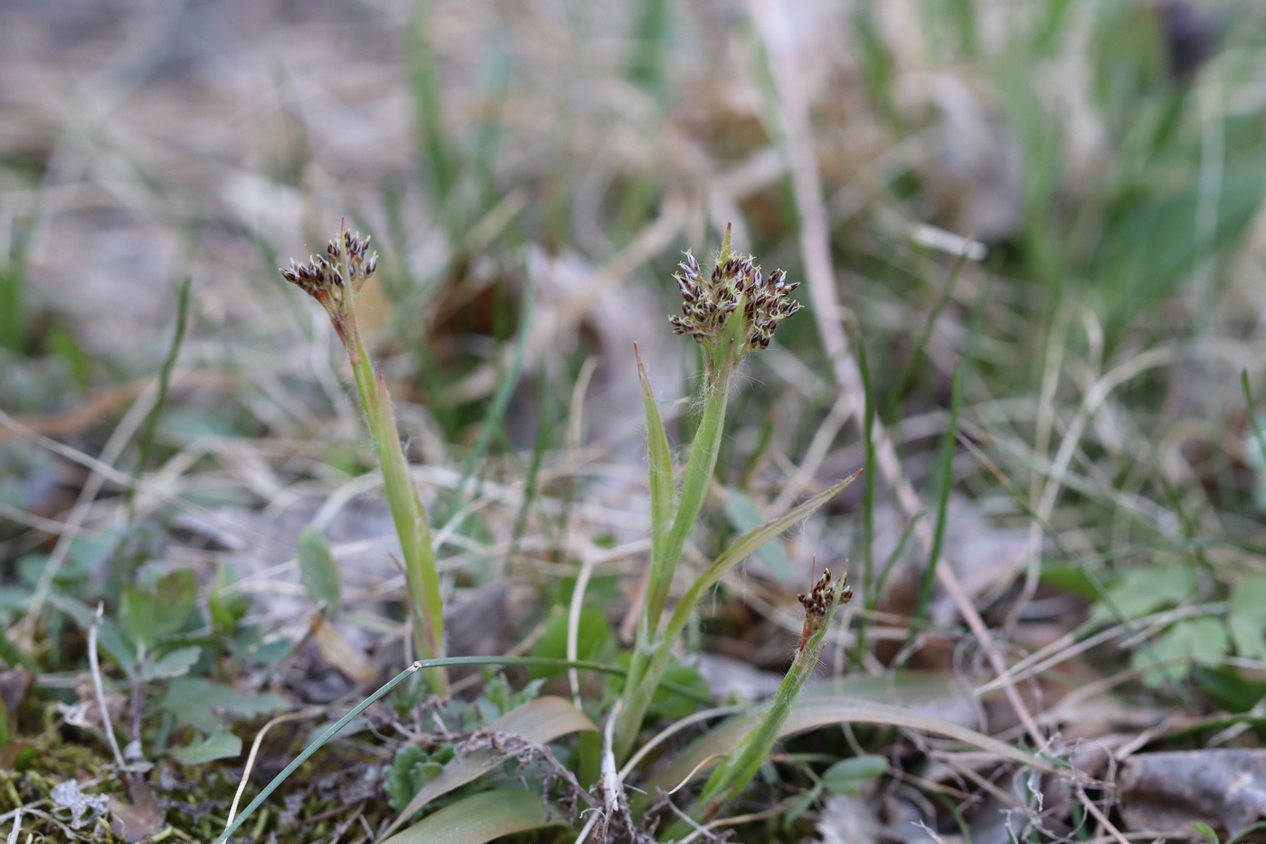 Image of Luzula pilosa specimen.