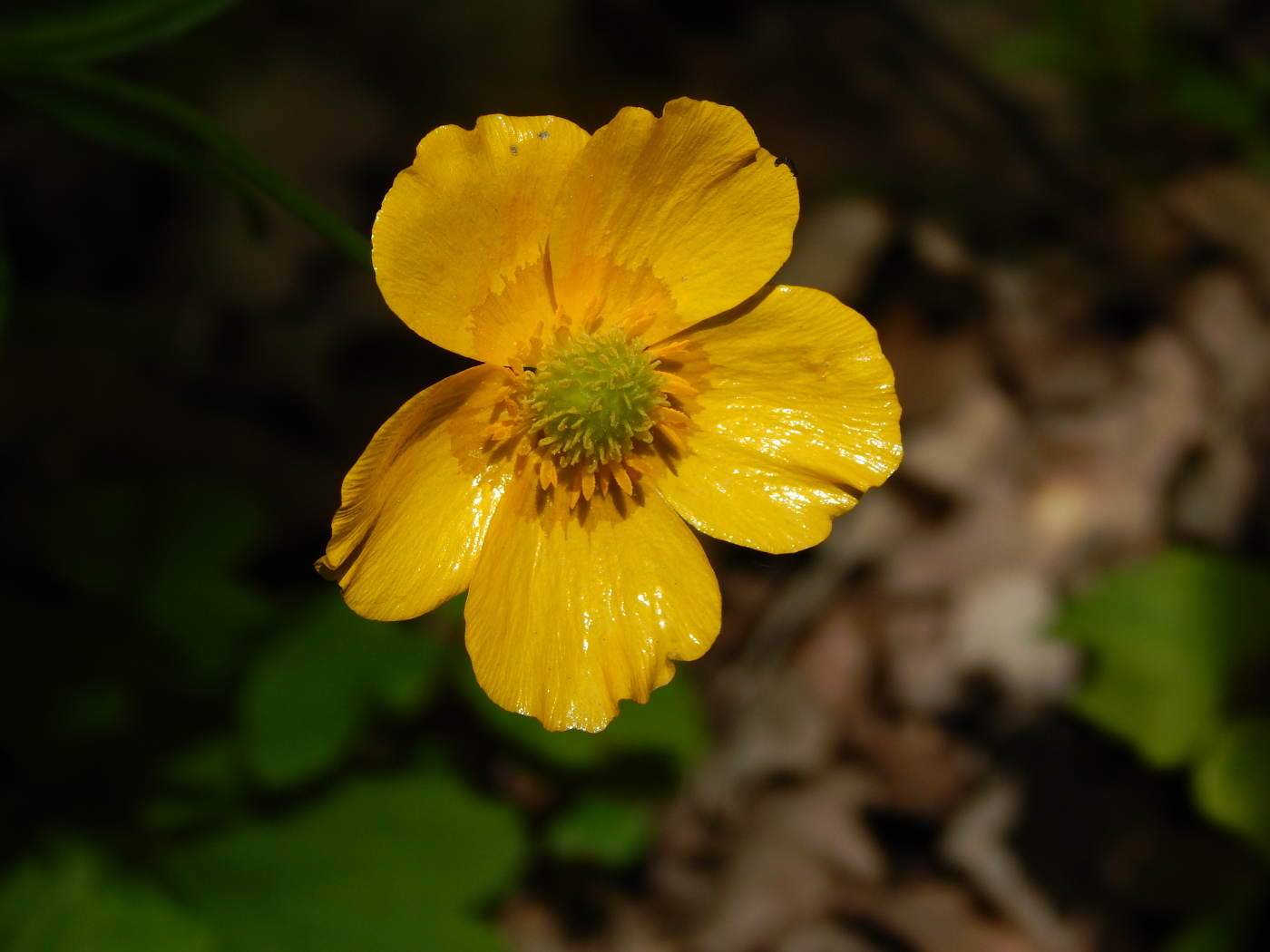 Image of Ranunculus cassubicus specimen.